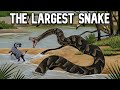 Giant Snakes: Titanoboa vs. Suchi Indicus