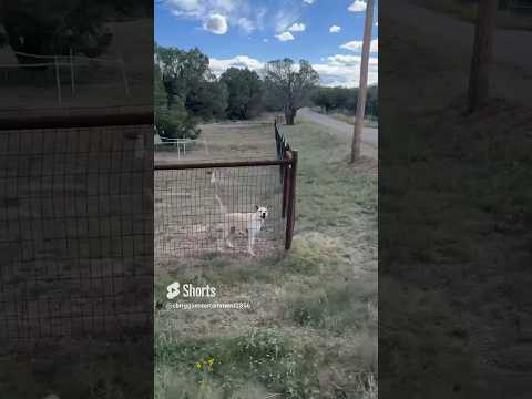 I Raced A Dog In My Truck Part 3