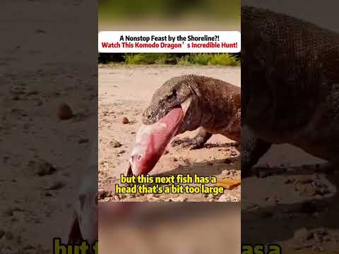 A Nonstop Feast by the Shoreline?! Watch This Komodo Dragonโs Incredible Hunt! #komododragon
