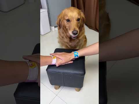 Dogs and people become brothers~ #funny pets #funny dog #funnyvideo #shorts