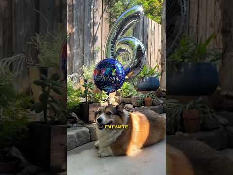 #корги #собачка #домашниеживотные #собаки #питомец