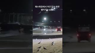해수욕장 야간 입수하면 잡혀 가요!Absolutely no swimming at the beach at night.