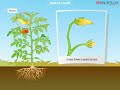 Exploring the Parts of a Plant