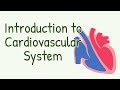 Understanding the Cardiovascular System