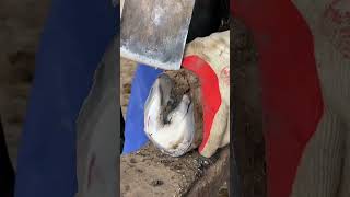 A large piece of the hoof is cut off, a satisfying hoof trim #Satisfying #donkeyhoof