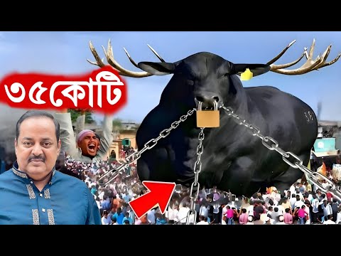 ৩৫ কোটি টাকার দানবীয় গরু 😲 কোরবানির হাটের সেরা গরু ২০২৫ Qurbani cow 2025