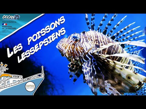 Les poissons aussi empruntent le canal de Suez - Océan25
