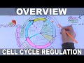 Cell Cycle Regulation and Cyclins