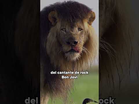 El León Bon Jovi #shorts #animalessalvajes #leones