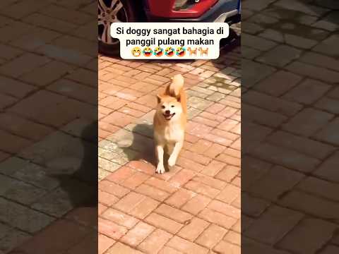 lagi senang si Gugu😆 #kutipanchannel93 #guguk #funny #guguklucu #doglover #lucu #comedy #anjinglucu