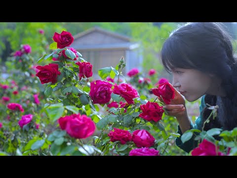 The life of roses.Beautiful, eatable, and full of love 玫瑰花的一生 |玫瑰花是个好东西可以赏可以吃还可以送给爱的人丨Liziqi Channel
