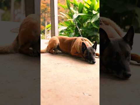 टॉमी के दोस्त को मार दिया।#shorts #pets