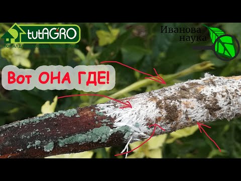 Охота на триходерму! Как в лесу узнать триходерму. Показываю ее во всей красе и собираю для огорода!