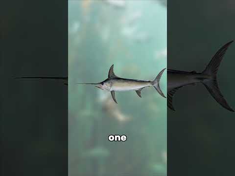 A fish deadlier than a shark