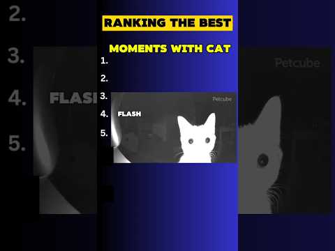 RANKING THE BEST moments with cats 😂#shorts