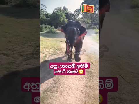 අනේ ඉන්න කියලා කිව්වෙ 😂 #new #elephant #highlights #trending #viral #shorts