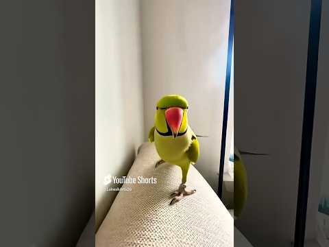 Funny Parrots Singing Viral Apt Apt Song #birds #funny #pets #parrot