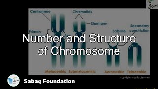 Number and Structure of Chromosome
