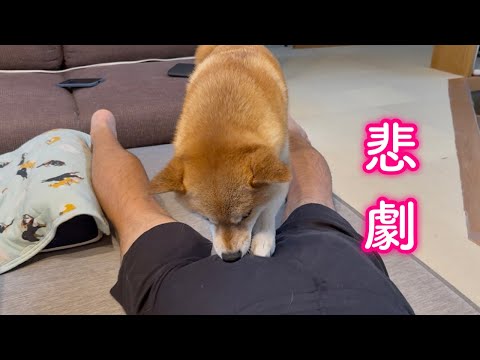 ママの真似をしてマッサージをするようになった柴犬が暴走してとんでもないことになりました…