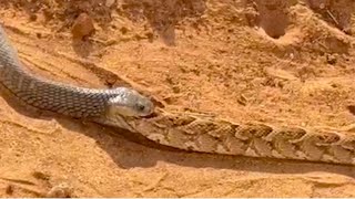 Cannibal Cobra Swallows GIANT Rival Snake Whole
