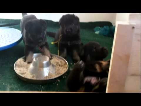 Adorable!!! Puppy All Falls Down!