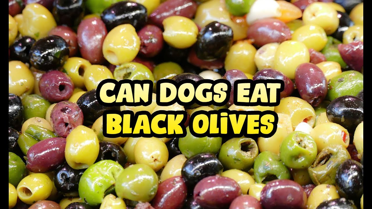Can Dogs Eat Black Olives