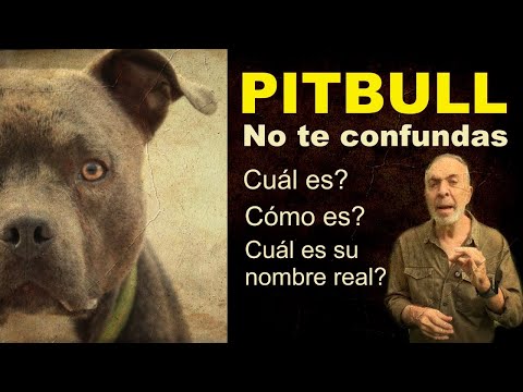 Do you really have an American Pitbull Terrier?