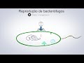 Bacteriophages and Their Mechanisms