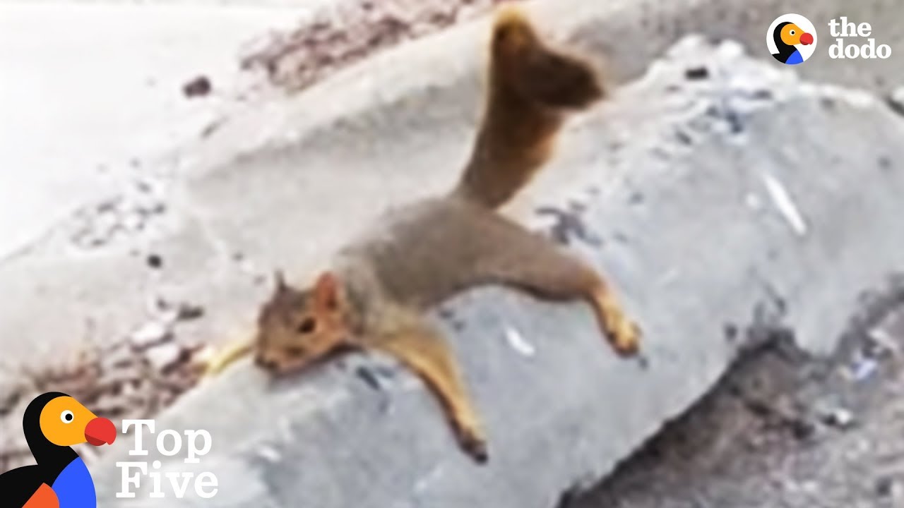 Exhausted Squirrel Mom Moves Babies To Safer Tree Other Awesome Animal Moms Top 5
