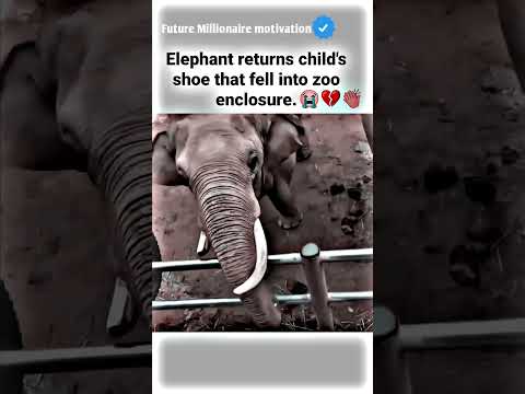 Elephant returns child's.....?? motivational status #motivation #whatsappstatus #youtube #attitude