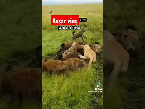NASİL SİZCE