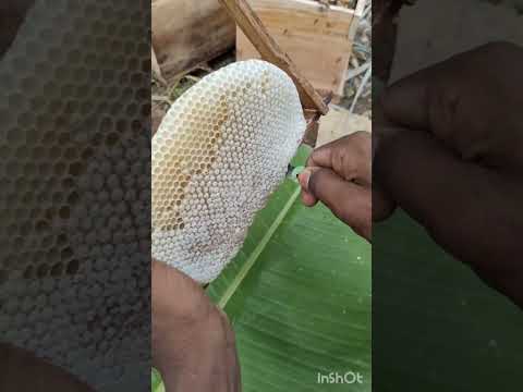 தேனின் அருமை யாருக்கும் புரியும் இப்பெருமை #aohoney #beekeeping #aohoneybeefarm #honey பெருமை