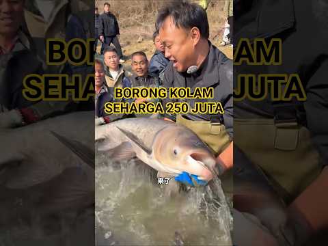250 Juta Untuk 1 kolam #kuraskolam #fishing #menangkapikan #ikanbesar #bosdabiao