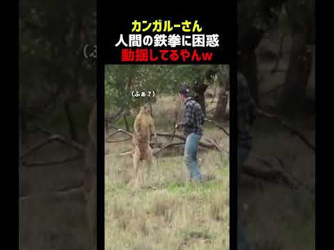 南島の重鎮カンガルー 敗北を知る