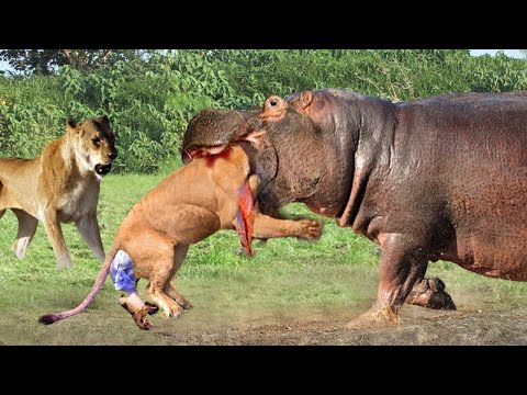 Fearless Hippo Fights Alone With Ferocious Predators and The Unexpected Ending