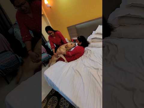 Mujhe chorke ghumne gaithe sab ab bhukto #dog #dogs #labrador #trending #shorts #pets #viral #animal