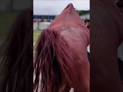 wow furgesso dancing horse and mare enjoying please watch full video amazing videography #usa#india