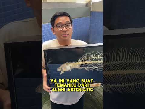 AKU BIKIN IKAN CHANNA MARU TERBESAR AKU JADI ARTICULATING SKELETON!