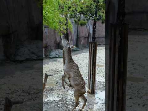 amazing facts about nilgai in hindi | facts about nilgai in hindi #nilgai #shorts