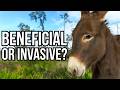 Impact of Non-Native Species