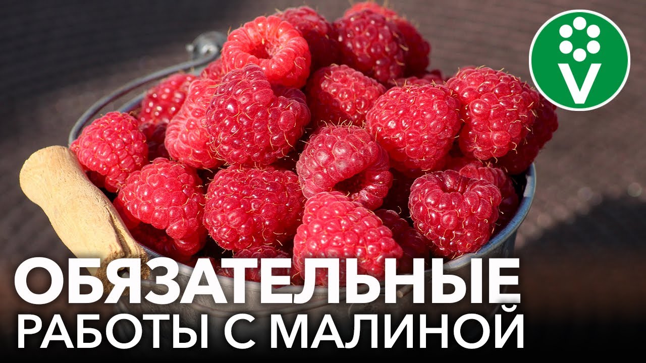 Малину будете собирать ведрами! Первые важные работы с малиной весной, от которых зависит урожай