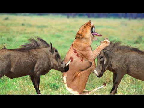 Bad Day For The Lion! The Unfortunate Lion Fell Into A Deadly Trap Created By The Warthogs