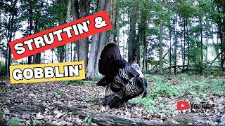 Tom Turkey Strut and Gobble Session | Trail Camera Video
