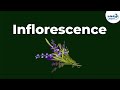 Inflorescence Types and Characteristics