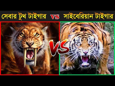 কে জিতবে SIBERIAN TIGER vs SABER TOOTHED TIGER | Most Powerful Animal Fight - Who Would Win ?