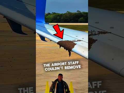 This Pilot Just Evicted A Swarm Of Bees โ๏ธ๐
