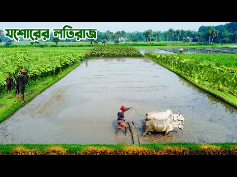 যশোরের কচুর লতির রাজা লতিরাজ || Panorama Documentary