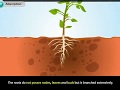 Plant Root Functions and Structures