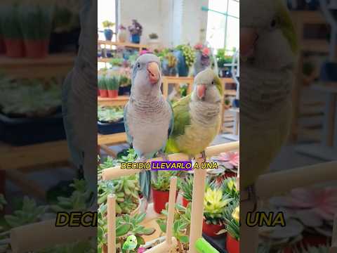 #pets #story