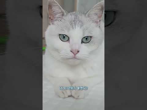 더럽다고 면박줬더니 고양이의 반격ㄷㄷ